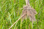 River bulrush